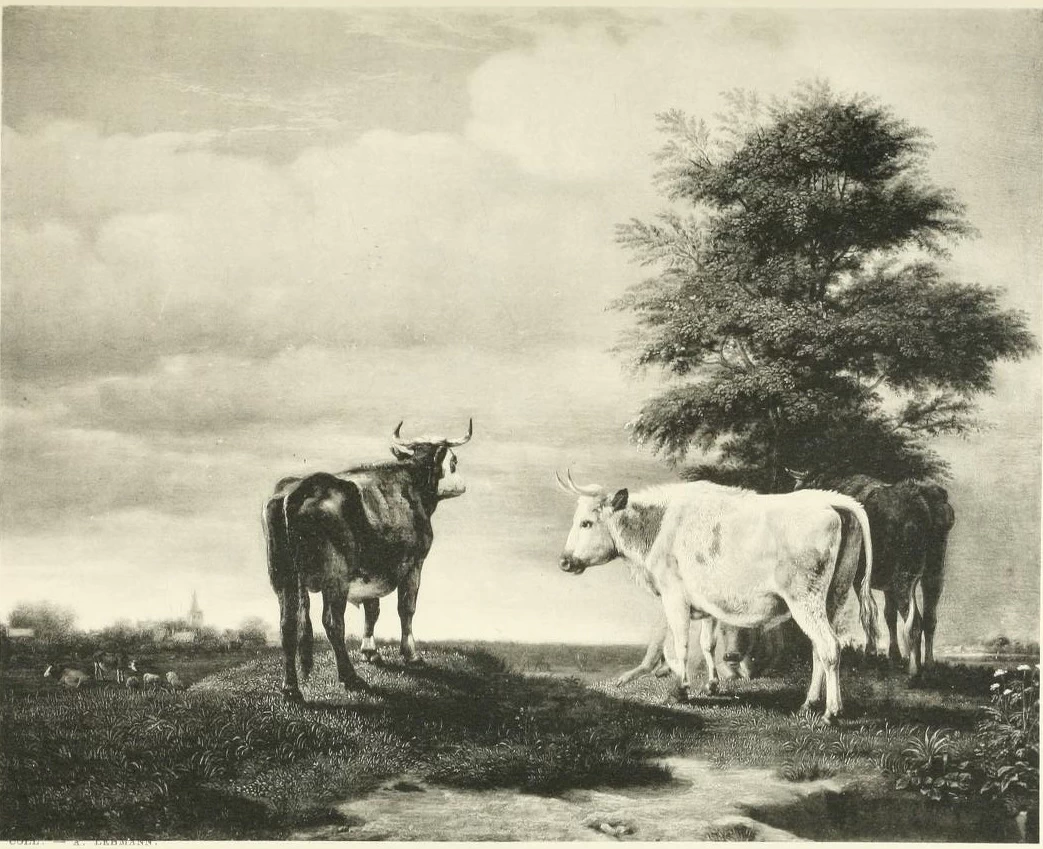 Quattro buoi in un prato